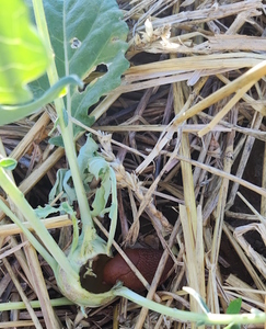 Nacktschnecke beim Kohlrabi essen