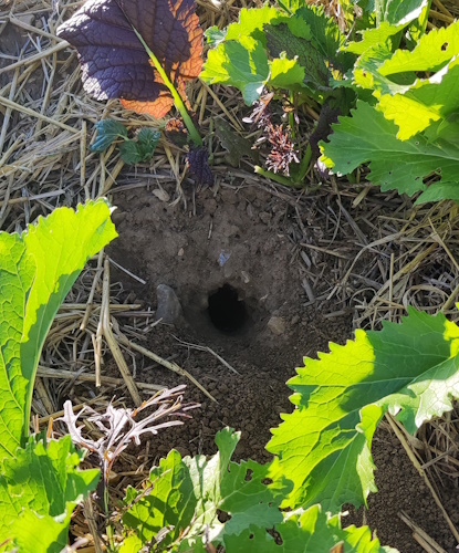 Löcher von den Feldmäusen