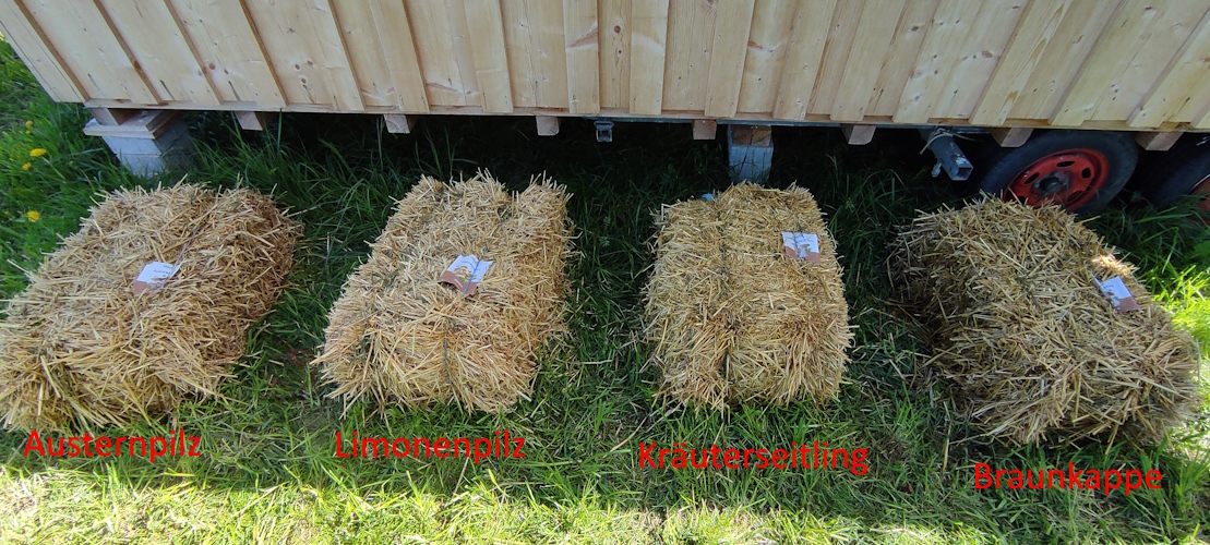 Pilzbrut hinter dem Bauwagen