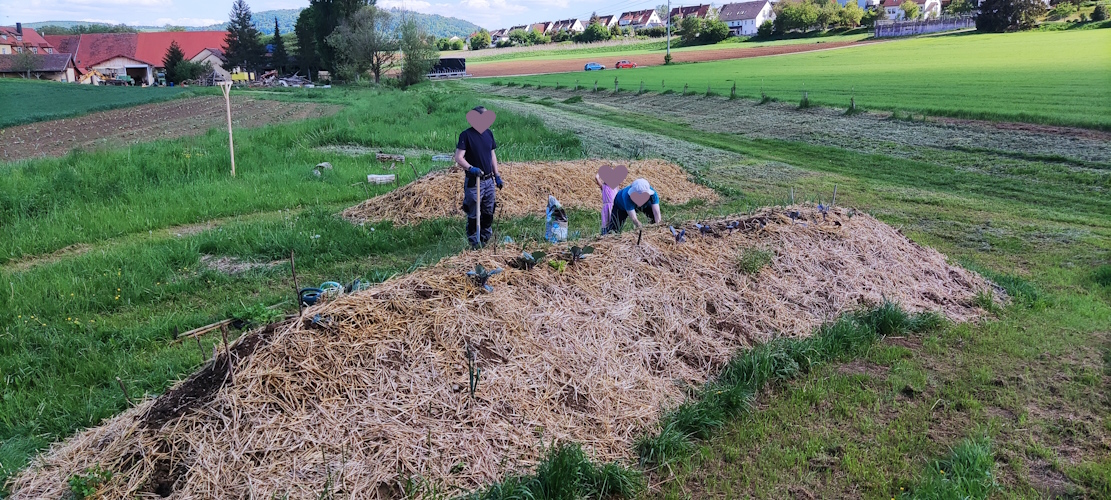 Anpflanzen Mitte Mai