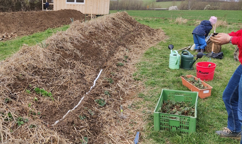 Saatband für Karotten legen und Pastinaken aussähen