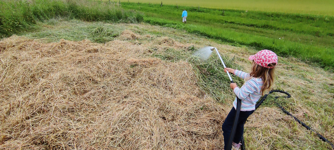 Heukartoffeln gießen