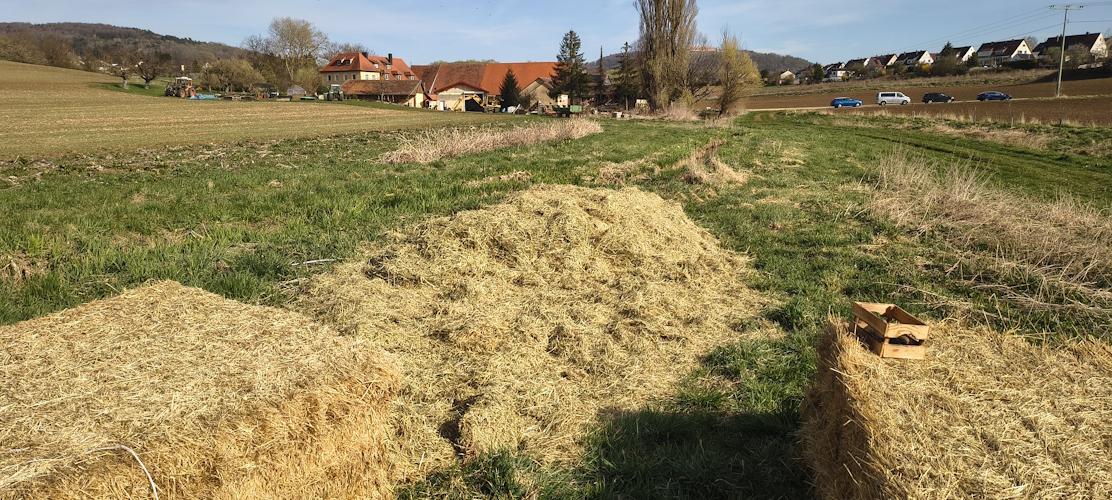 Heukartoffeln 2. Versuch