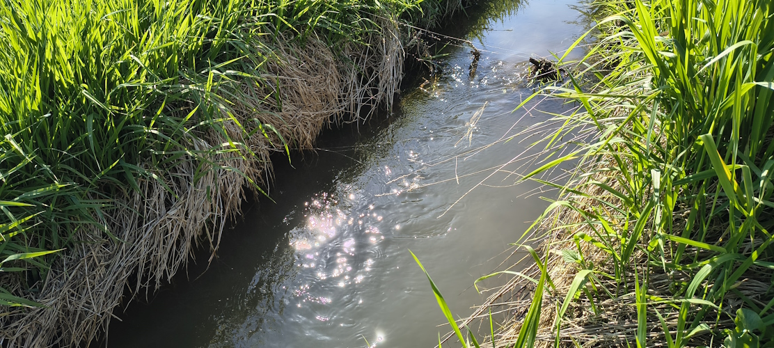 der Rohrbach am Morgen