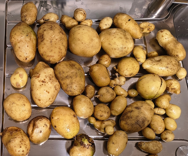 Heukartoffelernte