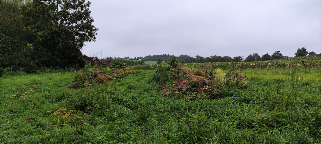 so sieht es Ende August aus