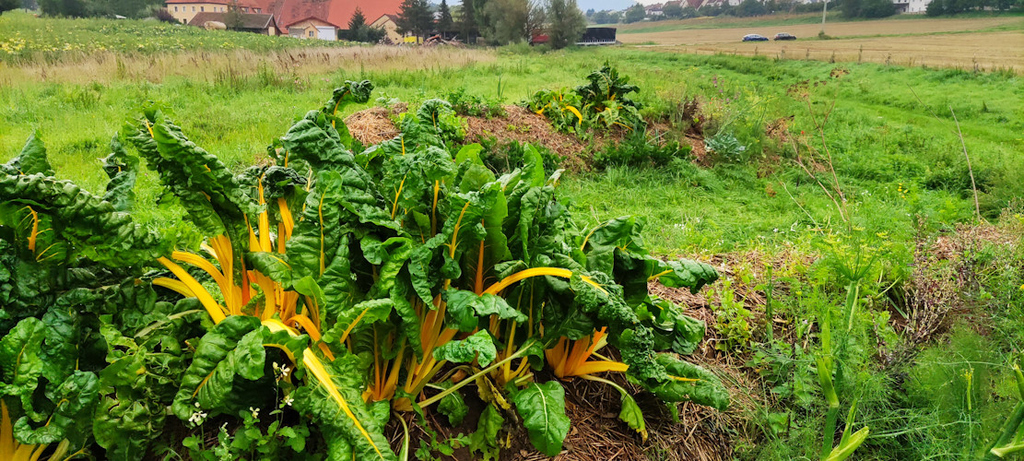 Mangold bis zum Umfallen