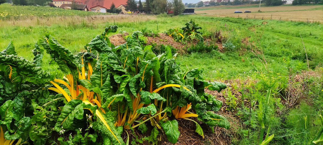 Mangold bis zum Umfallen