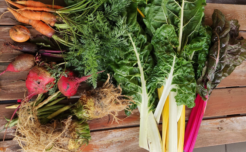 Ernte von bunte/rote Beete, Sellerie, Karotten und Mangold