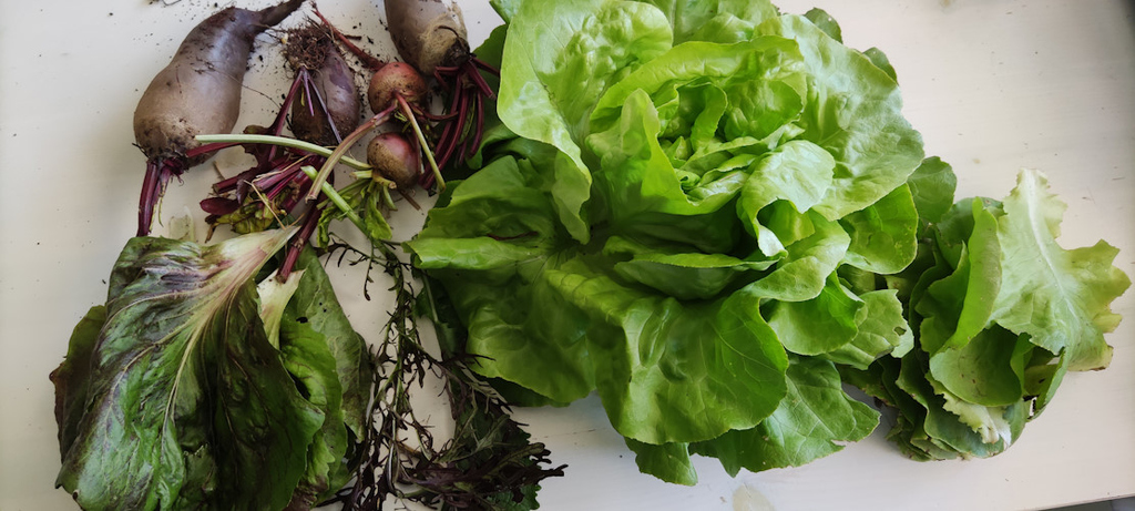 verschiedene (Asia)-Salate und Beete