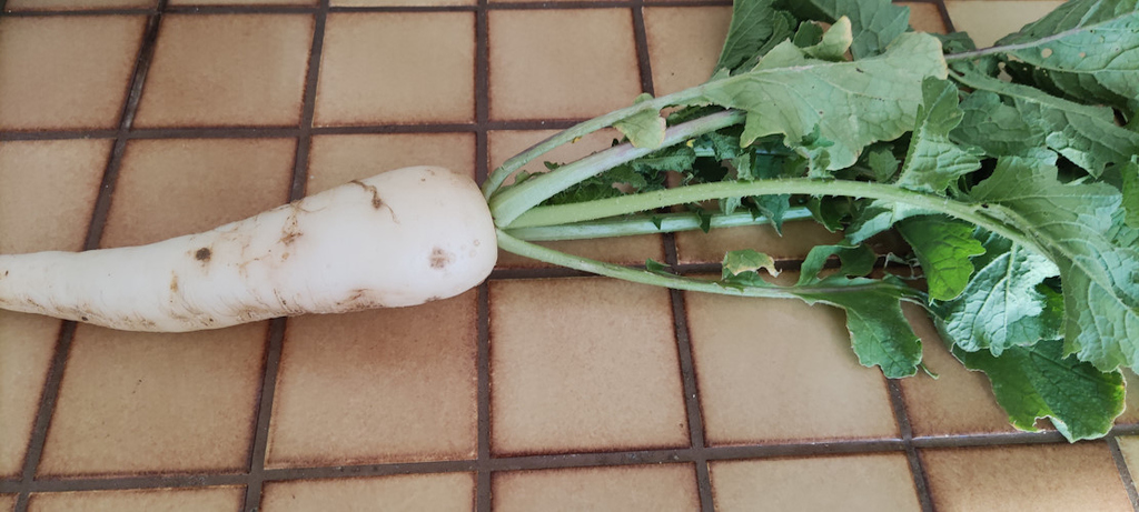 Ende September waren erste Rettiche erntereif