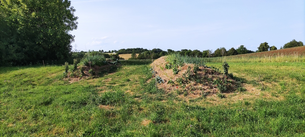 Die Hügelbeete Mitte Juni 2023