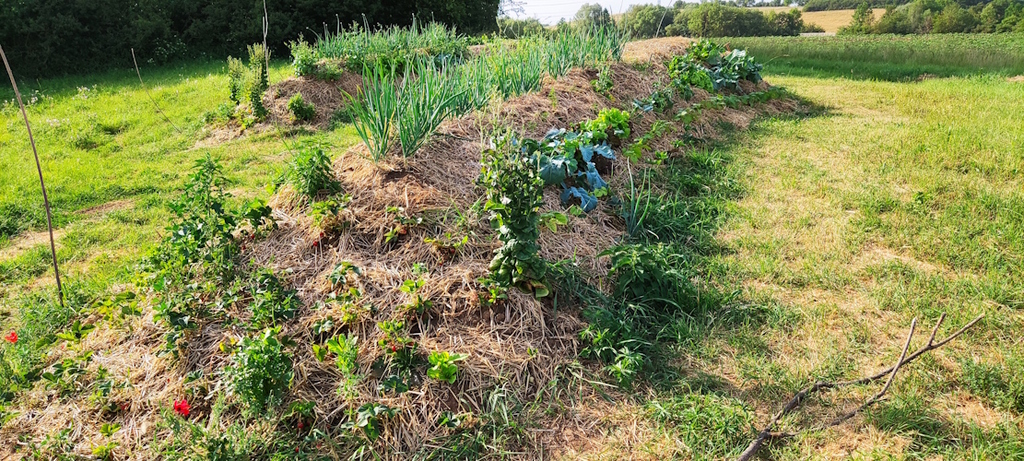 Die Hügelbeete Mitte Juni 2023