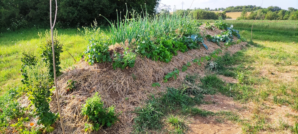 Die Hügelbeete Mitte Juni 2023