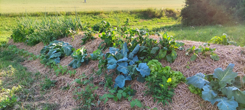 Die Hügelbeete Mitte Juni 2023