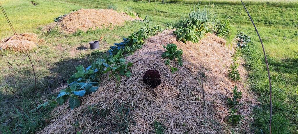 Die Hügelbeete Mitte Juni 2023