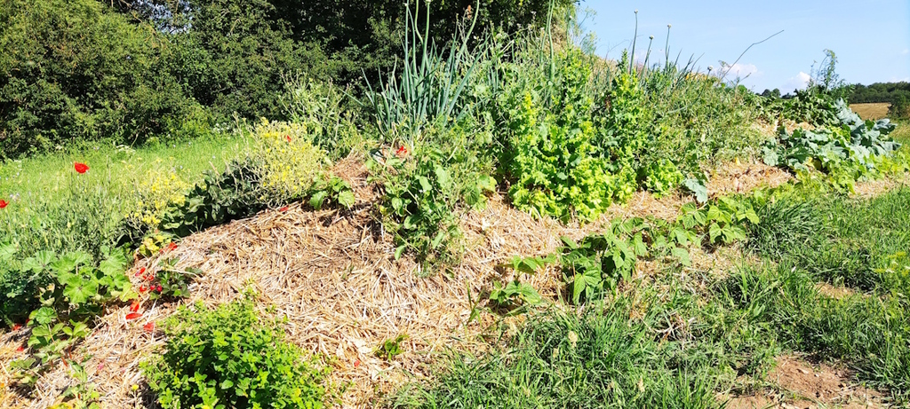 Die Hügelbeete Ende Juni 2023