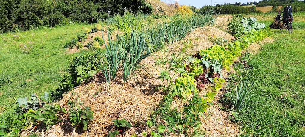 Die Hügelbeete Ende Juni 2023