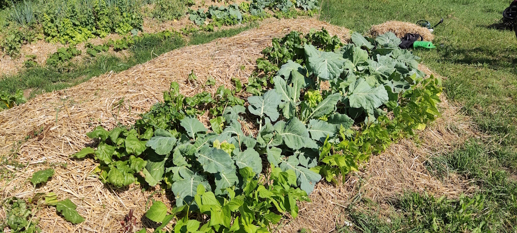 Die Hügelbeete Ende Juni 2023