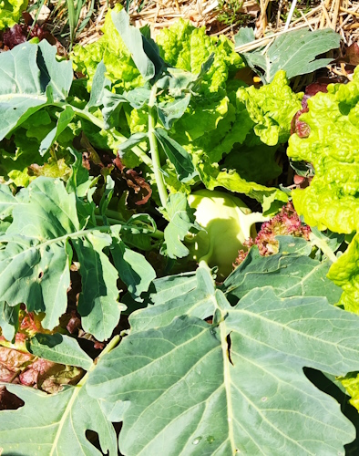 Der Kohlrabi fühlt sich neben den Salaten pudelwohl