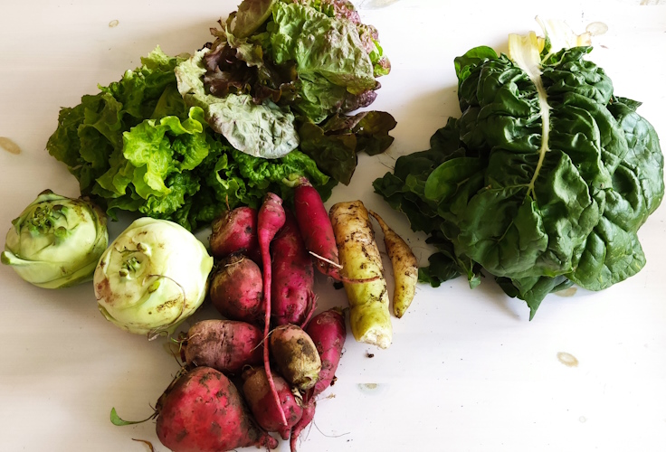 Salate, riesiger Kohlrabi, Beete, Rettich und Mangold