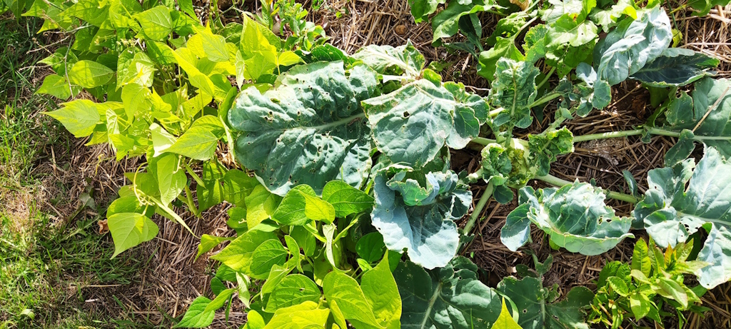 Kohlrabi und Bohnen