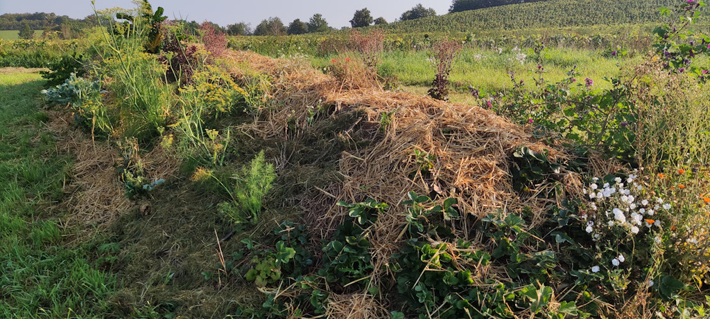 Die Beete Mitte September