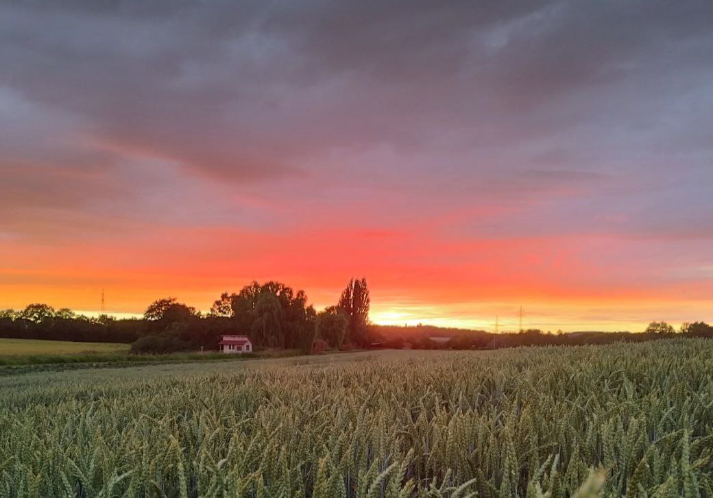Naturgarten aus der Ferne bei Sonnenuntergang